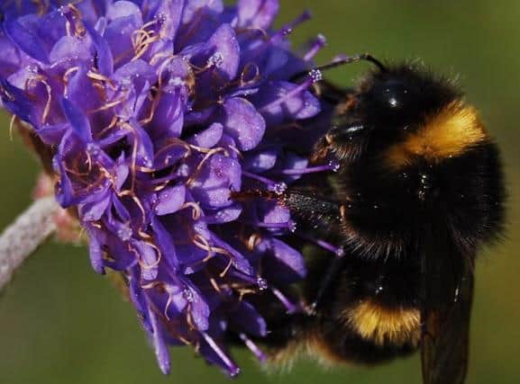 The new habitats will form part of the B-Line, which will link together existing wildlife areas from Leeds to Lancaster.