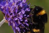The new habitats will form part of the B-Line, which will link together existing wildlife areas from Leeds to Lancaster.