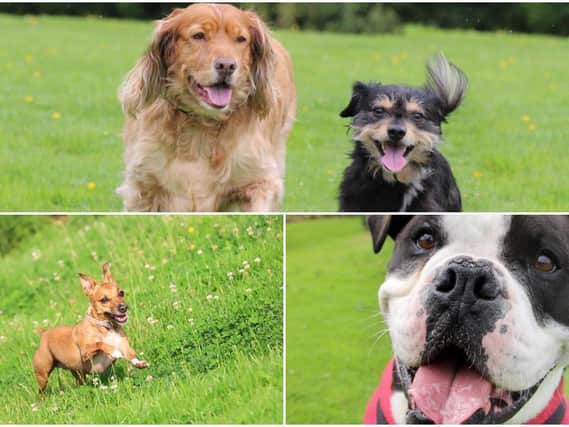 There are currently 15 dogs looking for  forever home, can you help?