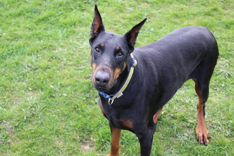 Ebony is a 9-year-old doberman but she bounces around like a puppy and you can see she totally loves life. It goes without saying that Ebony will need reasonably active owners who can take her out on walks, she may need some encouragement to get into the car so local walks would be beneficial. Ebony isn't that interested in other dogs but is happy to have walking buddies. She would prefer to be the only pet and she will form a solid, long lasting bond with her owners. Sadly someone cut off her ears and tail but she is still the softest and sweetest dog you will ever meet and once she knows you that giant nose will be pushing up against you for hours of fuss! Ebony has not lived with young children before but sensible teenagers should be fine. Once settled into her new home Ebony should be fine on her own for short periods of time. Ebony has a couple of medical problems that will need to be discussed with our vet and her new owners will need to factor in the cost of this going forward.