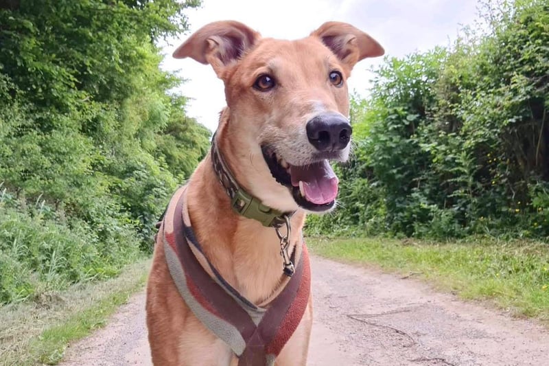 Jake is a very handsome 6 year old Lurcher. He is one of life's worriers though. He can be shy when he first meets you, but he's easily won over if you've got a few treats in your pocket! Once he knows you he is the softest lad you could meet.He likes his walks and he also loves lounging on a sofa, a good walk somewhere quiet will keep him happy. He's manageable around other dogs but he doesn't like them in his personal space however he is happy to wear a muzzle out and about. Jake doesn't like being left on his own so he'll need his owners around all the time initially. He'll need to be the only pet in an adult only home where there will be no visiting children at all. He'll also need a good sized secure garden. Most importantly though, he needs owners who will share their sofa with him and who enjoy lots of cuddles! Jake will need multiple visits to get to know him before he is ready to fly the nest so his new owners must live within an hours drive from the centre. Jake is such a cuddly boy and full of love