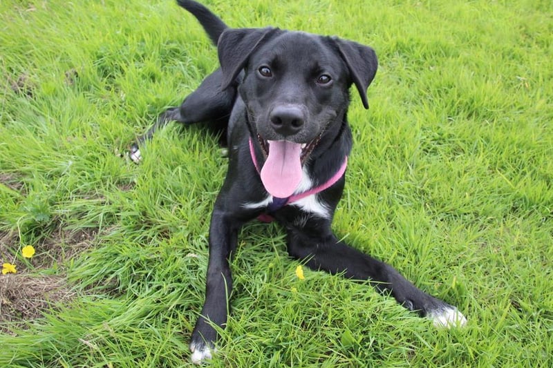 Jasper is a handsome 2 year old Labrador Cross who is full of beans. He's a super lad who has lots of potential in experienced hands. Sadly his life has been very unsettled and he has been left feeling quite insecure. Our training team have worked really hard to help build his confidence and he's now ready to continue his life in a forever home. He is still a bit of a work in progress so his owners must be willing to work with us and stick to his training plan, but in the right home we know he will do really well. He's very smart and willing to learn. Once he knows and trusts you he is playful and full of character! Although he can't share his home with other pets he's very sociable with other dogs and enjoys having walking buddies at the centre. Jasper will need patient owners who are happy to take on a bit of a training project! He won't be able to be left alone until he's fully settled in his new home. He needs to be the only pet in a two-person adult only home. He loves his exercise so needs active owners