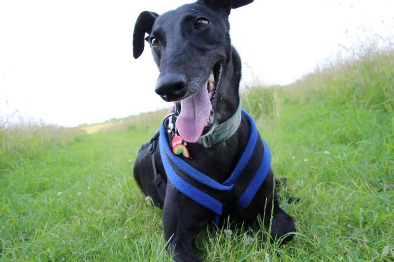 Eddie, a retired racing greyhound, enjoys playing with squeaky toys and is great to go out on a nice walk with. Since he has a high prey drive he wears a muzzle out and about but he's not bothered by it at all. Eddie is manageable around other dogs but prefers to be walked in quieter areas where they won't be in his face. This also means he can't share his home with any other pets. He is house trained and likes to be up on the sofa for a snooze so relaxed house rules are a must. Eddie will need a secure garden so he has somewhere to explore and enjoy occasional zoomies off lead. He will need an adult only home as he can be uncomfortable around children. Eddie is used to having owners around all the time but once set in his new routine he should be fine to be left for a few hours so may suit a part time worker. If you are up for plenty of fun, long walks and a sofa companion, then look no further than our lovely Eddie!