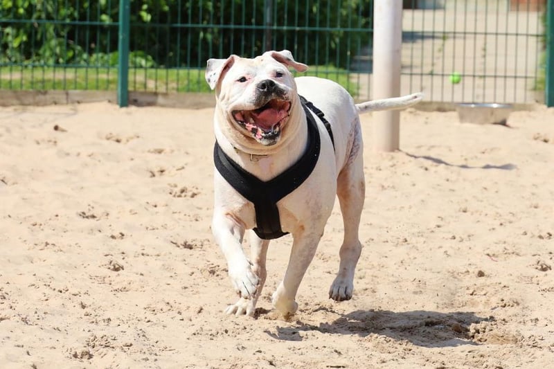 Major is big handsome bundle of dog who at 11-years-old needs to find a new family to call his own. He can be a little shy when you first meet him but comes round quickly if there are some tasty treats coming his way. He's a very sweet lad who can get very playful when the mood takes him. He enjoys his walkies too but he is very strong on his lead so not for the faint of heart. He has a history of being house trained but may need a little refresher as he settles in to his new life. As Major is a big guy he cannot live with very young children but over 14's will be fine, as long as they're happy around larger dogs. He is fine around other dogs when out and about but doesn't like to share his home so he'll need to be the only pet. In his previous home he was never left alone so he will need someone around all the time, but that just means more fun and snuggles with him! Major is no stranger to the cookie jar and does need to lose a little weight. Major has a few medical issues which new adopters will need to ta