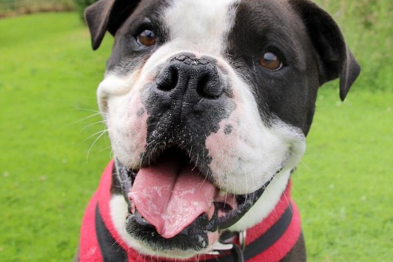 Otis is an incredibly friendly lad and really enjoys being around both people and dogs. When he first arrived in kennels, his world fell apart and his anxiety manifested in humping people and grabbing at the lead when on walks. These behaviours became a very consistent coping strategy for Otis and made it difficult to do much with him, so our training and behaviour team set out to teach Otis some new strategies to help him cope with everyday life. Otis has done fantastically with his training, and he is more than ready to take the next step and find his forever home. Due to Otis living in kennels for a long time, we're looking for a home that he will be able to transition into easily without too much to get his head around. He is good with dogs, but we think it'll be easier to settle him in as an only pet. Once settled however, there's potential that another dog could be introduced in time. He is looking for an adult only home with few visitors. He is worried about heavy traffic, so can't live directly on a m