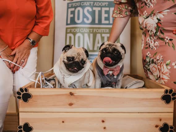 The pugs have tied the knot