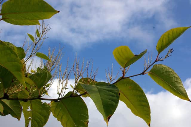 Japanese knotweed is widely regarded as one of the most invasive and destructive plant species