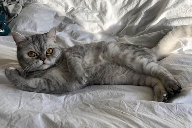 Young cat Molly, aged 3, was killed after being hit by a car on a street in West Park. The driver did not stop. Her owner is now calling on the Government to make it a legal requirement to stop and help cats if they are struck down on the road.