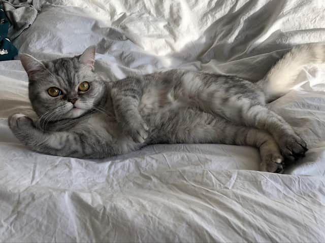 Young cat Molly, aged 3, was killed after being hit by a car on a street in West Park. The driver did not stop. Her owner is now calling on the Government to make it a legal requirement to stop and help cats if they are struck down on the road.