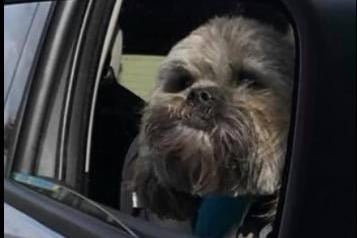 Beverley Crummack took a photo of Dexter out for a drive.