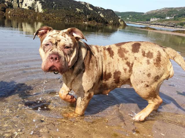 A pitbull dog which was stolen in a targeted incident in Gairloch in the Scottish Highlands