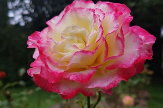 Sammy Coldwell shared her photo of a rose at Queens Park in Castleford.
