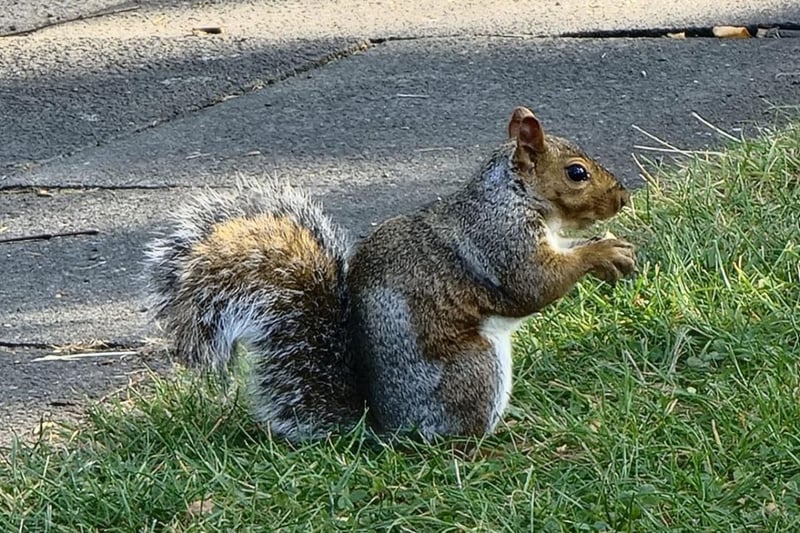 Nicola Lee took this photo of a squirrel having a nibble.