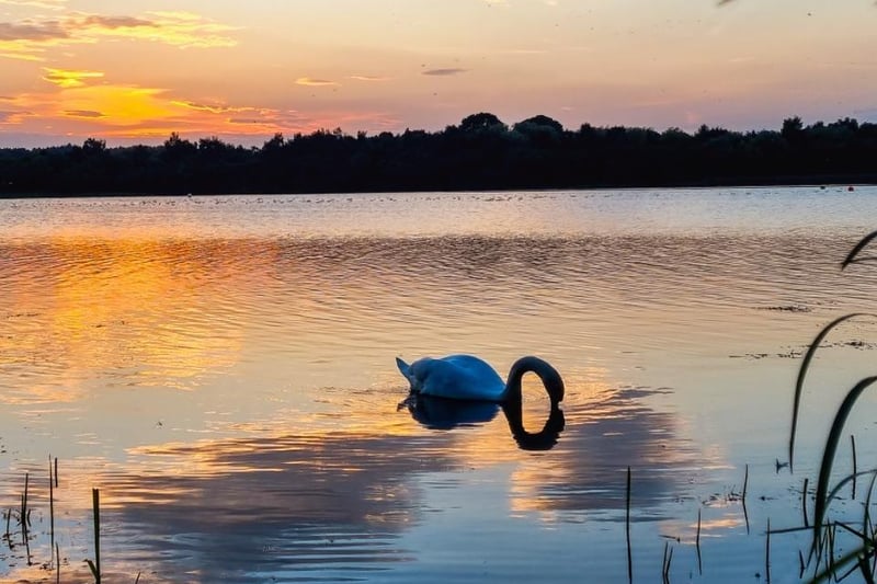 Sue Billcliffe shared a swan enjoying a swim at sunset at Wintersett.