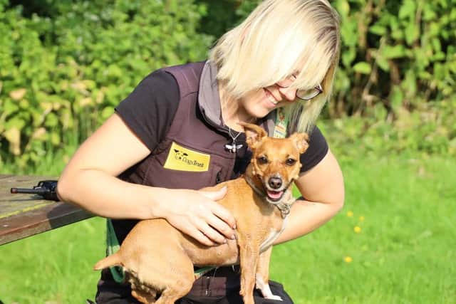 Phoebe is currently up for adoption at Dogs Trust Leeds.