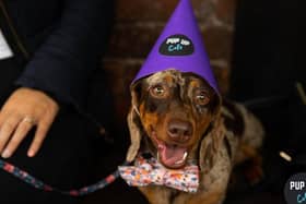 Leeds' puppy cafe is returning to Revolution Electric Press next month for a Dachshund special. Photo: Pup-Up Cafe