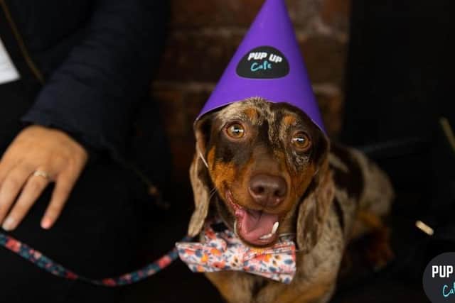 Leeds' puppy cafe is returning to Revolution Electric Press next month for a Dachshund special. Photo: Pup-Up Cafe