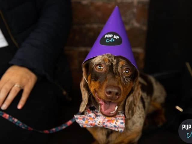 Leeds' puppy cafe is returning to Revolution Electric Press next month for a Dachshund special. Photo: Pup-Up Cafe