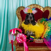 Cocker Spaniel Mia, six, winner of the best Queen competition