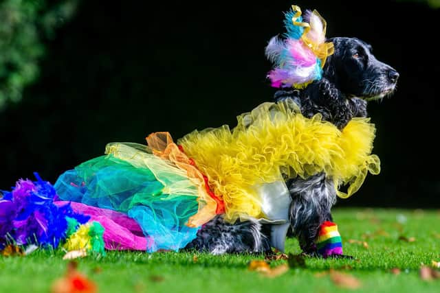 Gemma Watson, from Kilmarnock in Scotland, with her dog Mia - a six-year-old Cocker Spaniel who won the Best Queen category (Photo: James Hardisty)