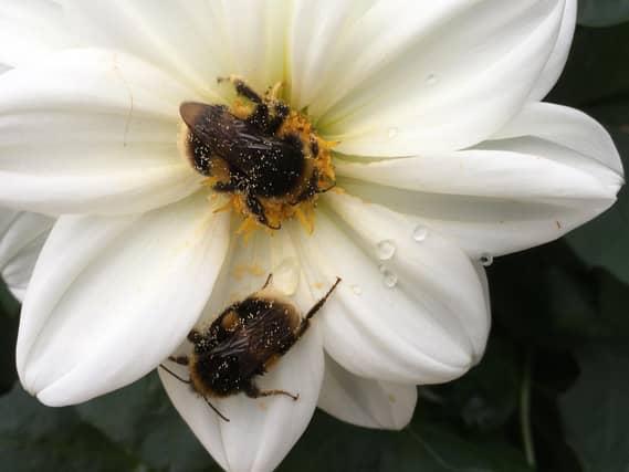 Pollen laden bees on garden dahlias, by Chris Taylor, Grantley, near Ripon.