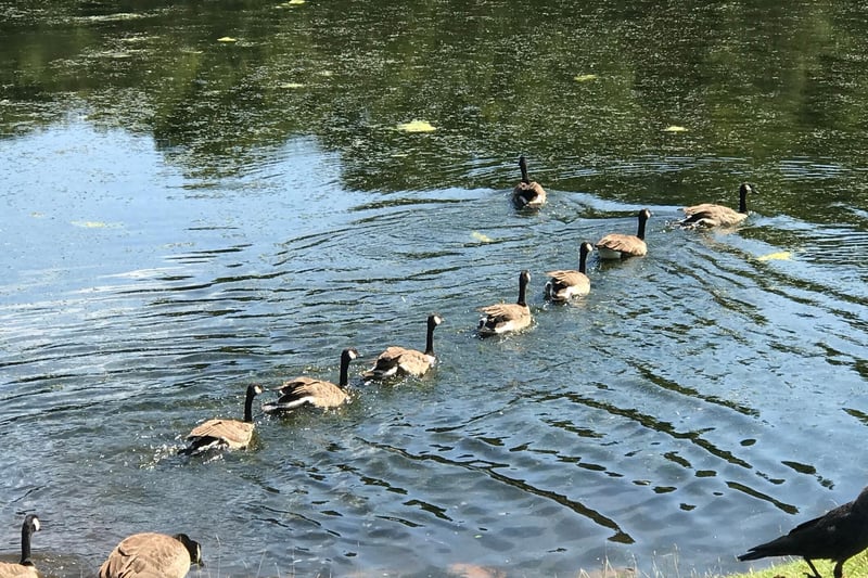 Canadian Geese at Fountains Abbey Lake, taken by Katherine Schoon.