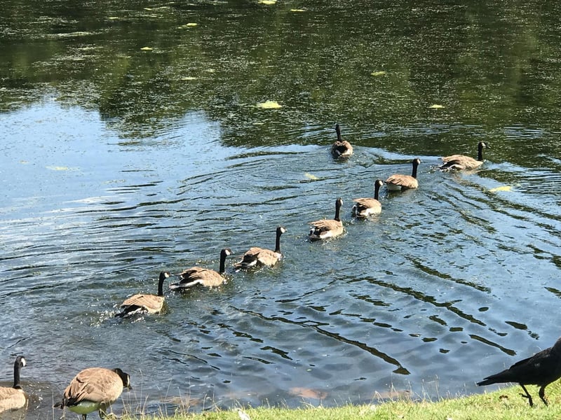 Canadian Geese at Fountains Abbey Lake, taken by Katherine Schoon.