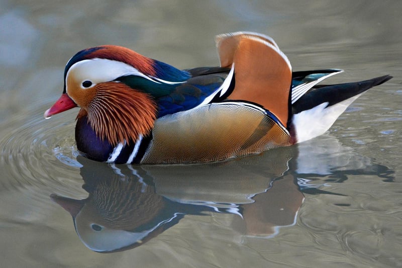 A male Mandarin Duck at Adel Dam nature reserve, taken by Dr Roger Litton.