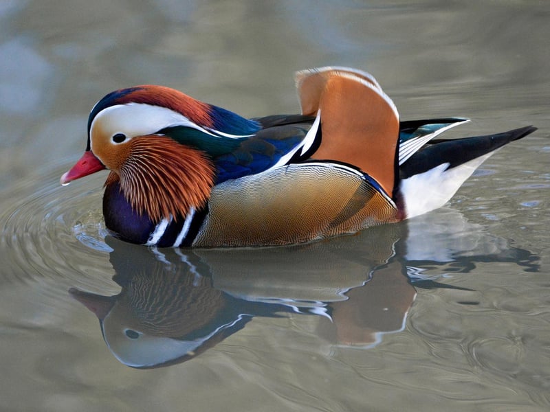 A male Mandarin Duck at Adel Dam nature reserve, taken by Dr Roger Litton.