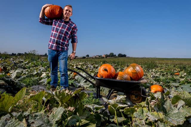 Robert Copley collecting pumpkins at Ravensknowle Farm, better known as Farmer Copleys. Picture: James Hardisty