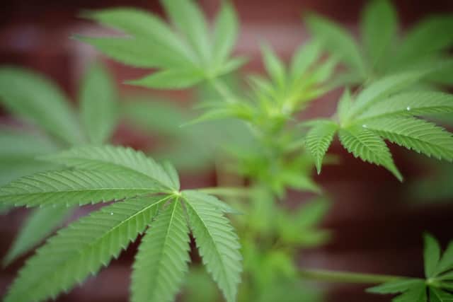 A cannabis plant

Photo: Getty Images
