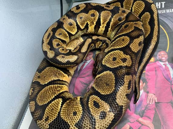 The three-foot python has been rescued by the RSPCA