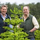 (Left to right) Will Standeven and Stephen Wombwell getting the Newburgh Christmas trees ready for this Christmas