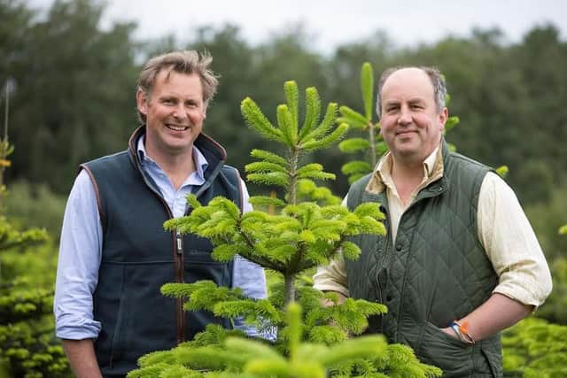 (Left to right) Will Standeven and Stephen Wombwell getting the Newburgh Christmas trees ready for this Christmas