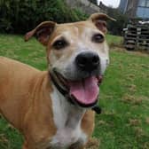 175 dogs were rehomed in West Yorkshire in 2020