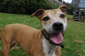175 dogs were rehomed in West Yorkshire in 2020