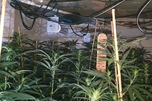 Around 200 cannabis plants were seized (Photo: WYP)