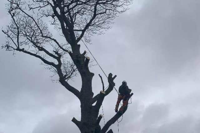 Joe Hinchliffe, 28, has been running his business 'Branching Out' from his hometown of Whitby in North Yorkshire for the past six years.
Pic: Joe Hinchliffe