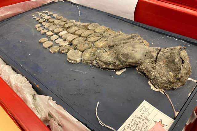 The remains of an ichthyosaur, an extinct species of fish-like reptile which first appeared around 250 million years ago and is housed at Leeds City Museum.