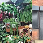 Anna Garbutt is opening a new houseplant shop in Burley following the success of her first venture