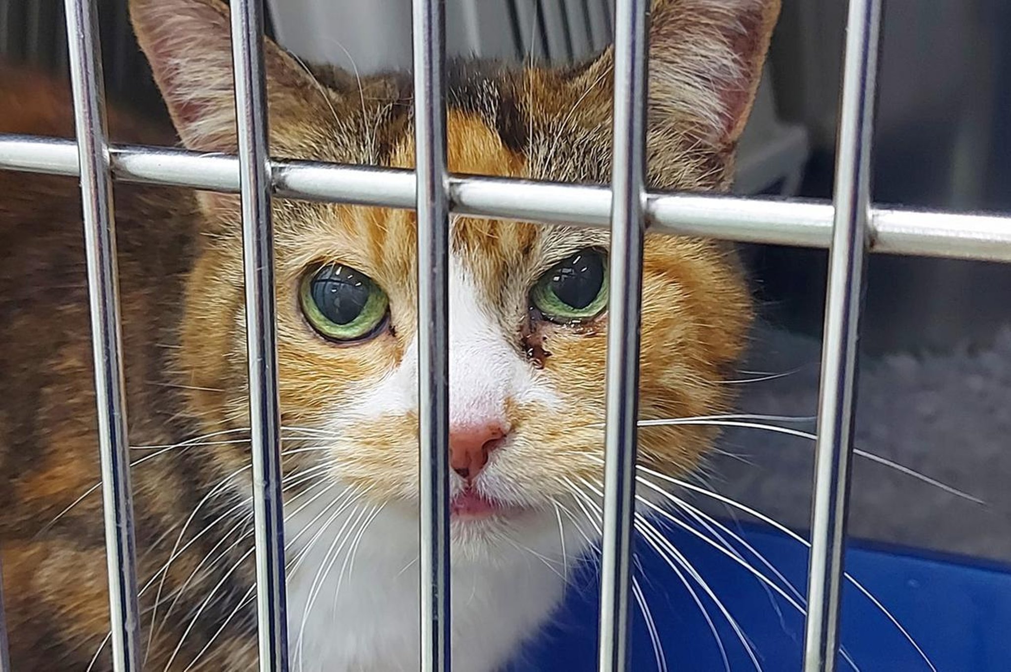 “She is safe”: Relief as Leeds community rallies to save cat dumped overnight in carrier bag outside vets