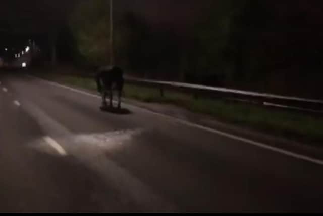 Cows on the M62
PIC: WYP RPU