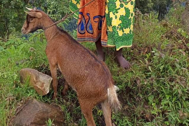 Marcelo Bielsa, the goat. Pic: Asgario Turyagyenda.