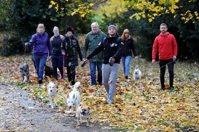 Danny Silk, pictured on one of his dog walks in Meanwood Park, with his dogs Cercei and Elsa, and fellow walkers.