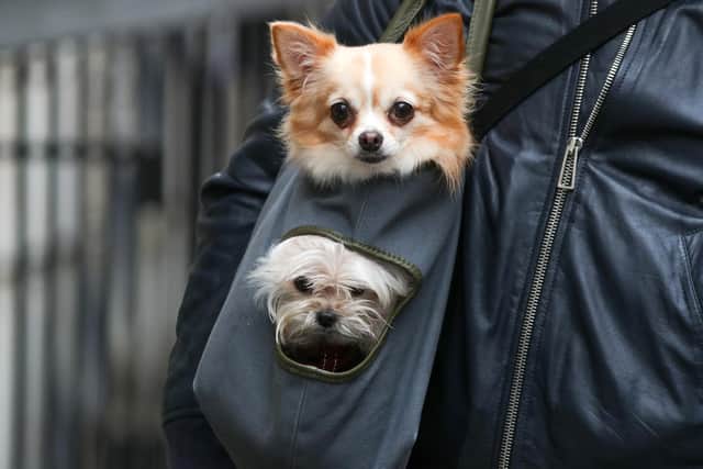 Research by Forbes Advisor has revealed the most expensive breeds of dog in the UK. Photo: PA/Andrew Matthews