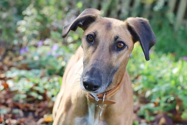 Copper is a lurcher at the Leeds branch of The Dogs Trust and is ready to go to a new home.