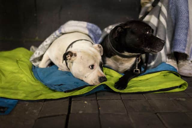 Street Paws has launched a drive to encourage more hostels to become Dog Champions and accept the animals of people in need