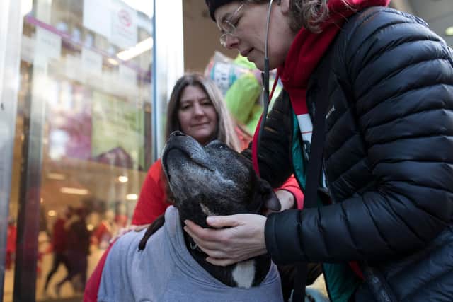 Street Paws provides frontline veterinary care for pets of the homeless in Leeds