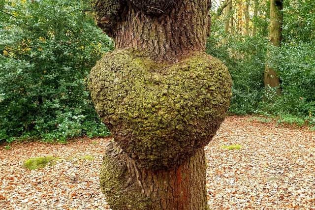 A 'love-heart tree' has been spotted by a retired photographer on a popular nature trail in Leeds.
PIC: Stephanie Morgan