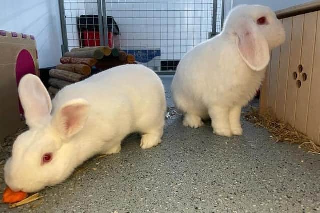 Meet Frosty and Blizzard. PIC: RSPCA